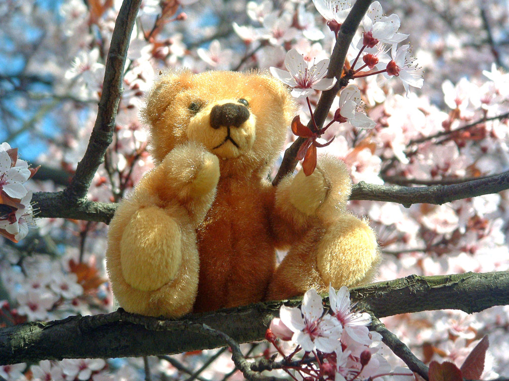 Fonds d'cran Objets Peluches Petit Ours  l\'abri du soleil ( arrive !)