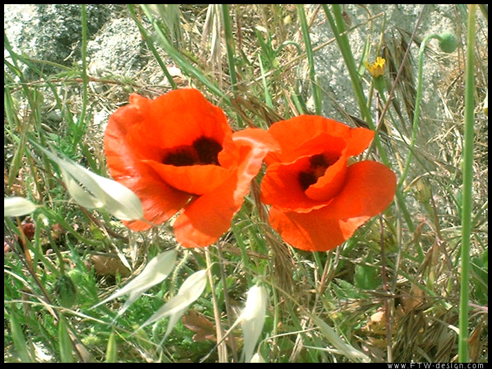 Wallpapers Nature Flowers Coquelicots