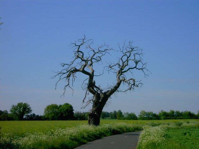 Fonds d'cran Nature Arbres - Forts insolite