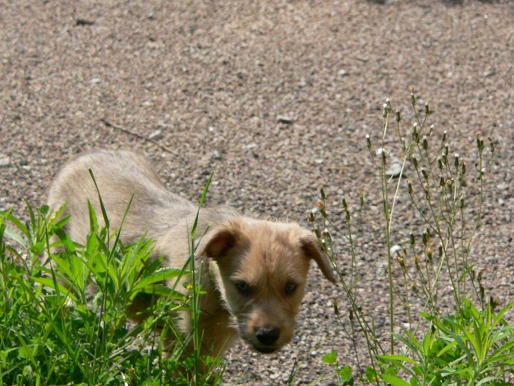 Fonds d'cran Animaux Chiens Menchi