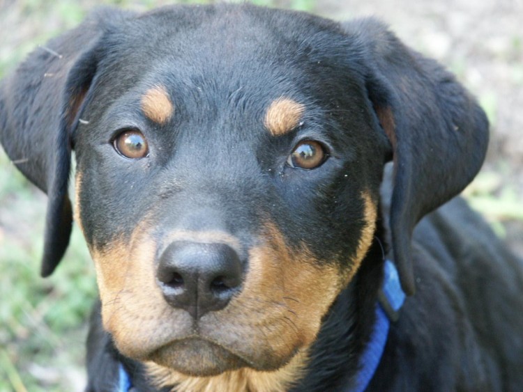 Fonds d'cran Animaux Chiens Rottweiler