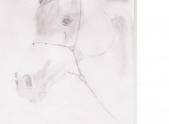 Wallpapers Art - Pencil Tte de cheval