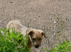 Fonds d'cran Animaux Menchi