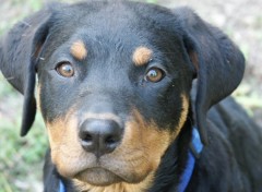 Fonds d'cran Animaux Rottweiler