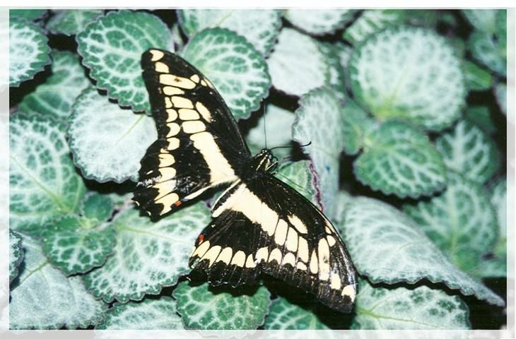 Wallpapers Animals Insects - Butterflies papillon