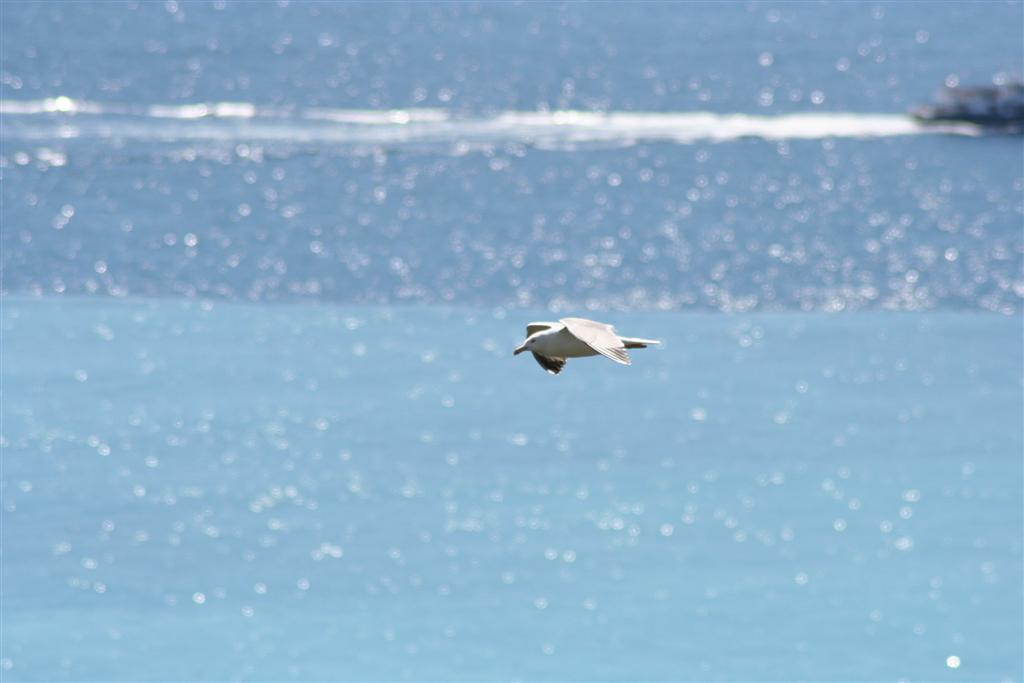 Wallpapers Animals Birds - Ducks mouette