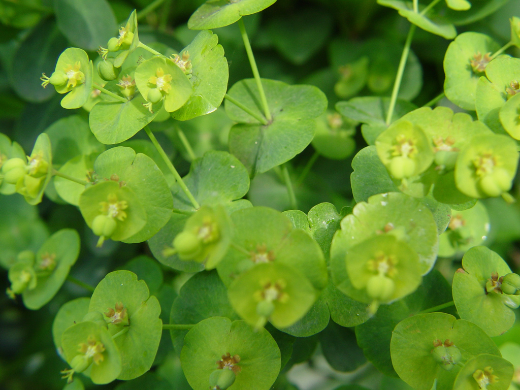 Fonds d'cran Nature Fleurs 