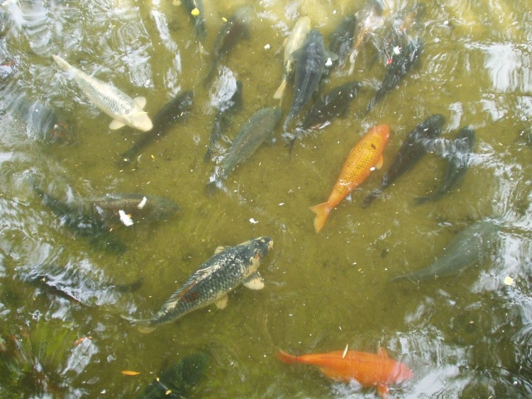 Fonds d'cran Animaux Vie marine - Poissons Poissons chats?