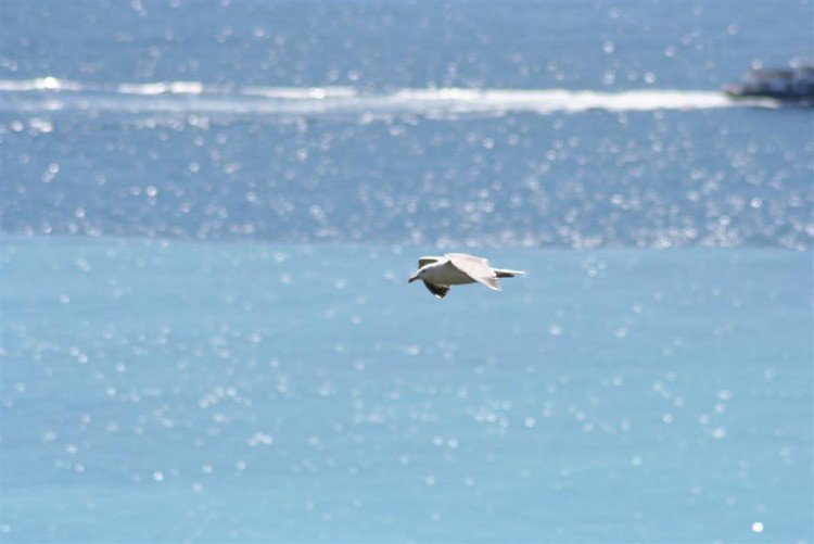 Wallpapers Animals Birds - Ducks mouette