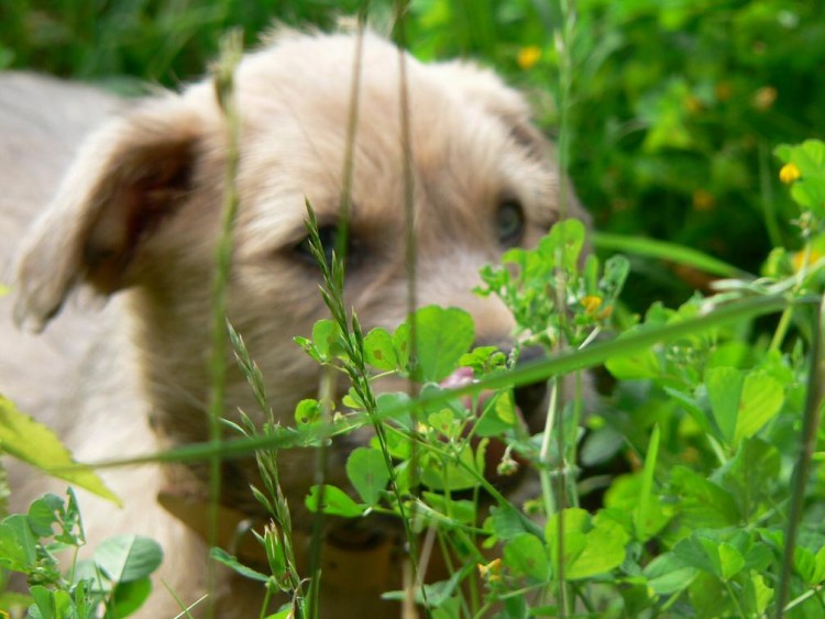 Fonds d'cran Animaux Chiens Menchi