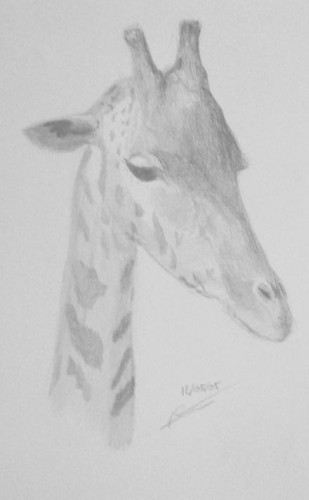 Fonds d'cran Art - Crayon Animaux - Girafes Girafe