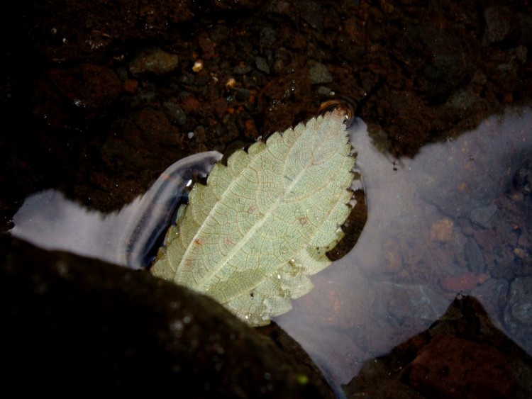 Wallpapers Nature Leaves - Foliage ...