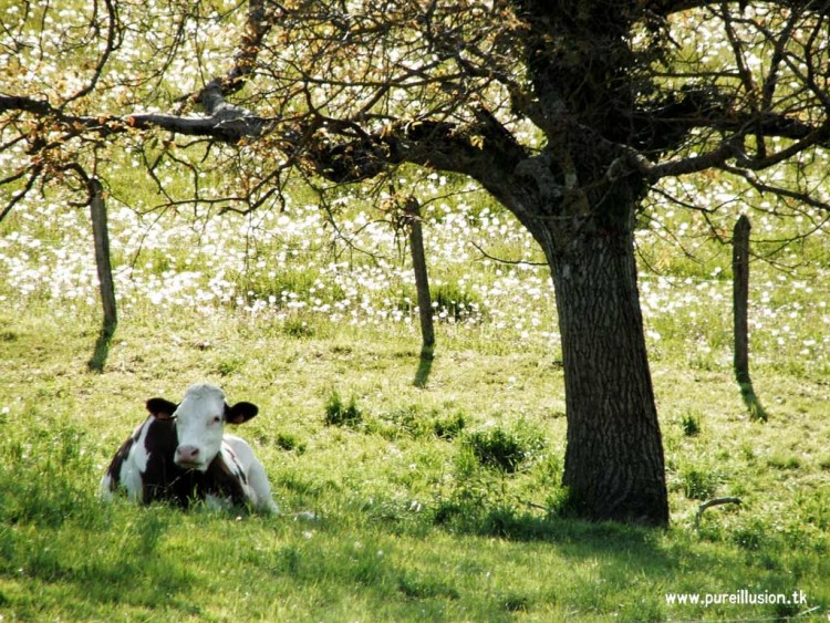 Fonds d'cran Animaux Vaches - Taureaux - Boeufs Wallpaper N100463