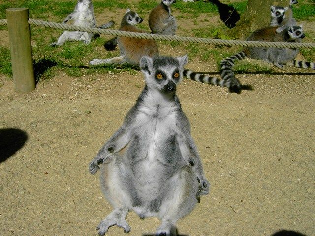 Wallpapers Animals Lemurs je bronze  !