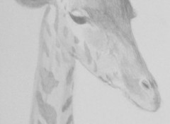 Wallpapers Art - Pencil Girafe