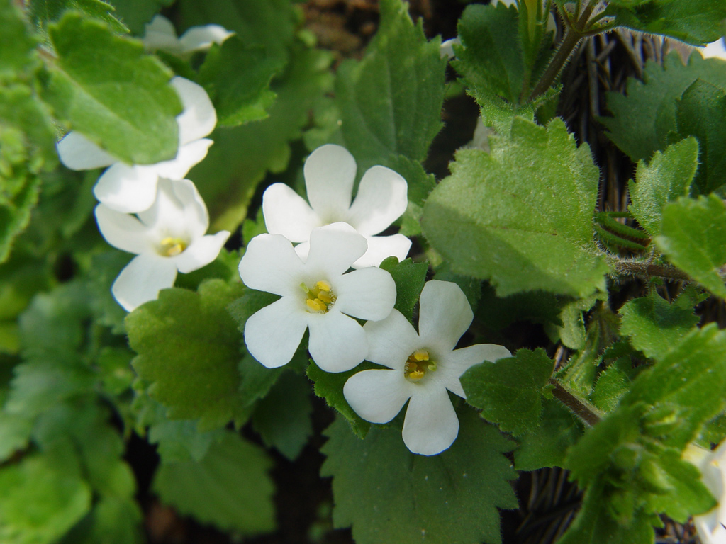 Fonds d'cran Nature Fleurs 