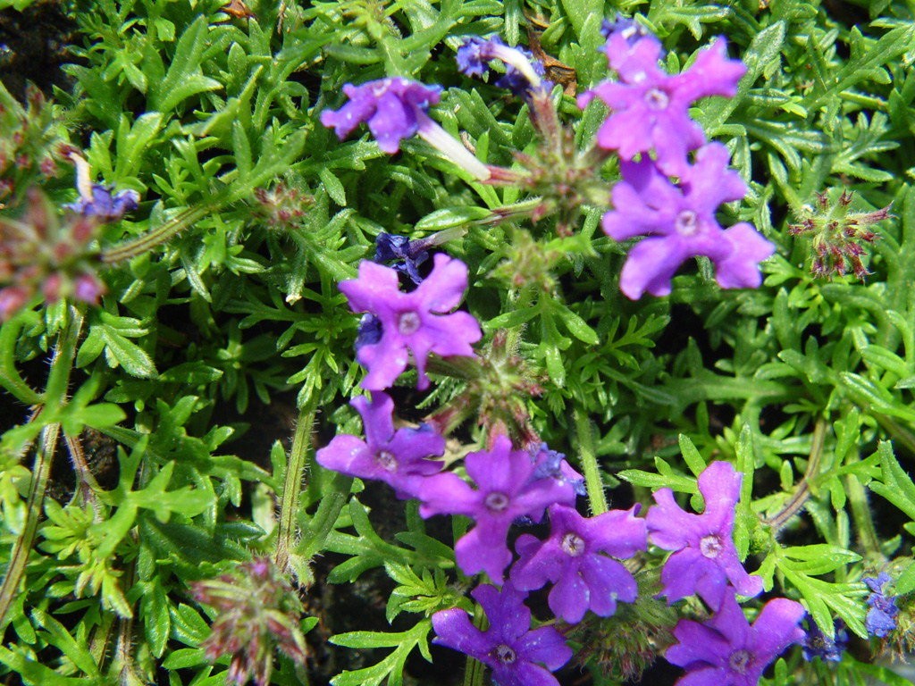 Fonds d'cran Nature Fleurs 