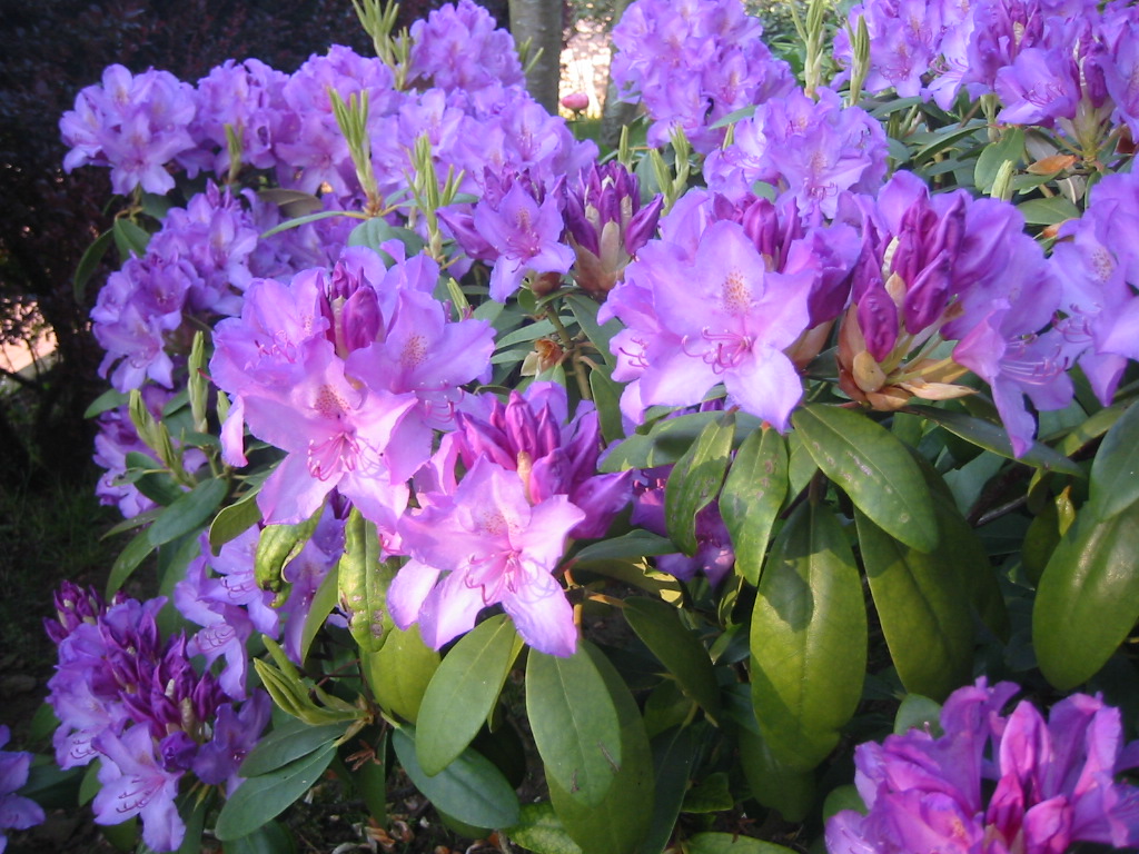 Wallpapers Nature Flowers Rhododendron