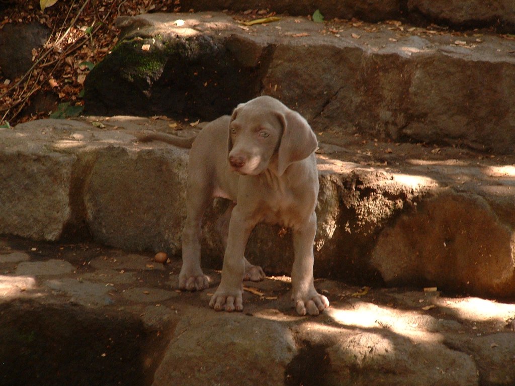 Wallpapers Animals Dogs Chien du Guatemala