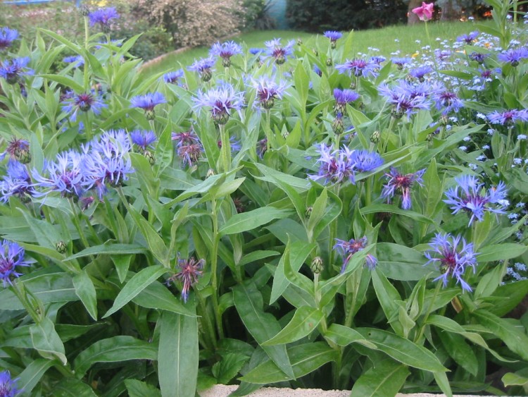 Fonds d'cran Nature Fleurs Bouquet de bleuets.