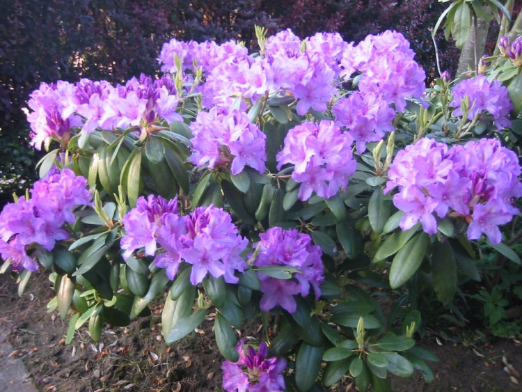 Fonds d'cran Nature Fleurs Rhododendron bleu