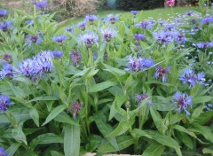 Fonds d'cran Nature Bouquet de bleuets.