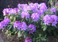 Fonds d'cran Nature Rhododendron bleu