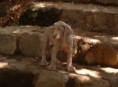 Fonds d'cran Animaux Chien du Guatemala