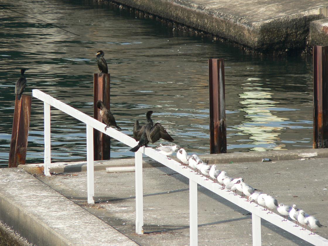 Fonds d'cran Animaux Oiseaux - Canards Cormorans