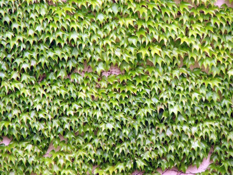 Fonds d'cran Nature Feuilles - Feuillages Green Wall