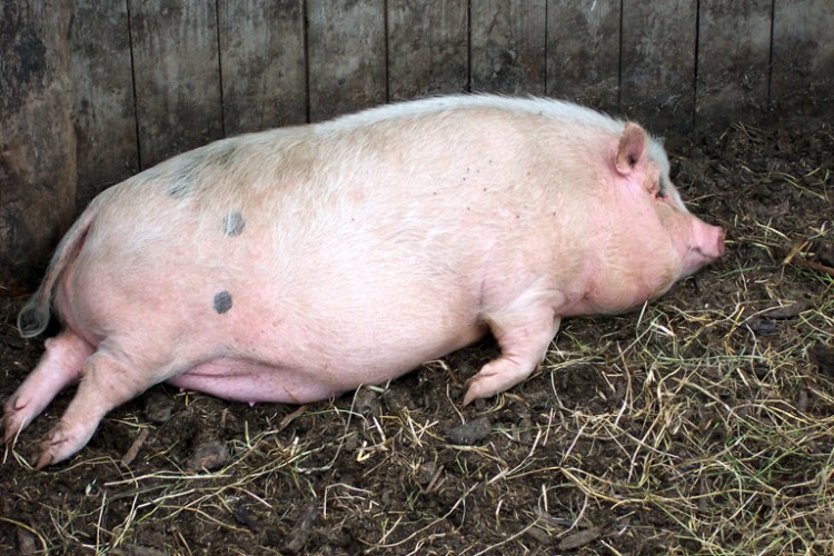 Fonds d'cran Animaux Cochons Pic