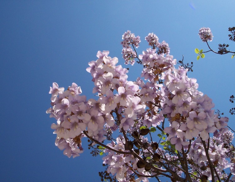 Wallpapers Nature Flowers Arbre en fleur place rapp