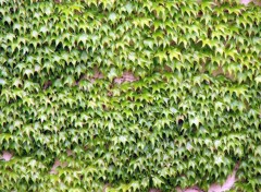 Fonds d'cran Nature Green Wall