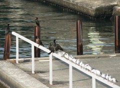 Fonds d'cran Animaux Cormorans