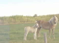 Fonds d'cran Animaux Jument & Poulain