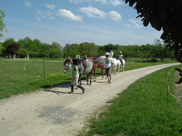 Fonds d'cran Animaux Chevaux Notre poney club