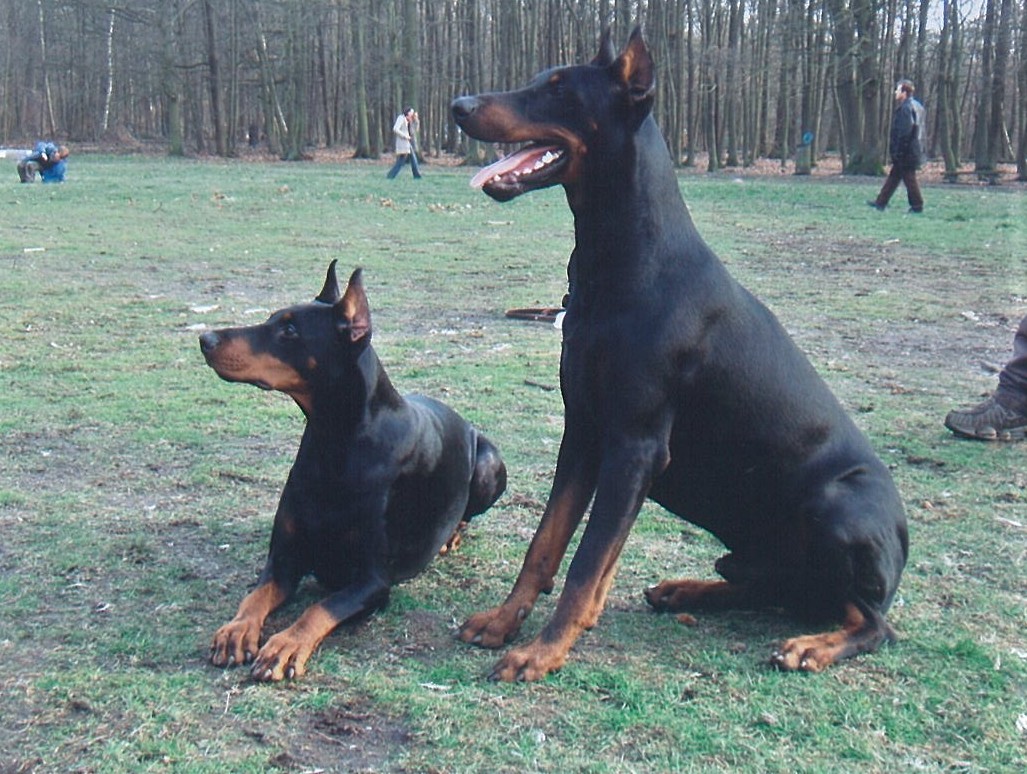 Fonds d'cran Animaux Chiens Eros et Tornade