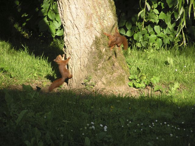 Fonds d'cran Animaux Rongeurs - Divers Lutins roux