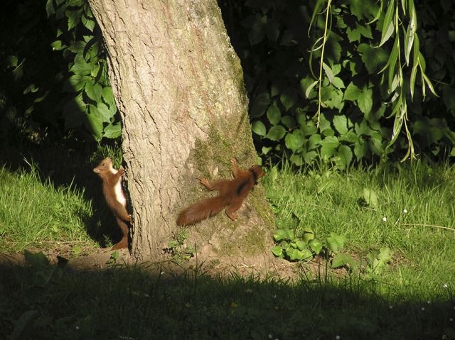 Fonds d'cran Animaux Rongeurs - Divers Lutins roux