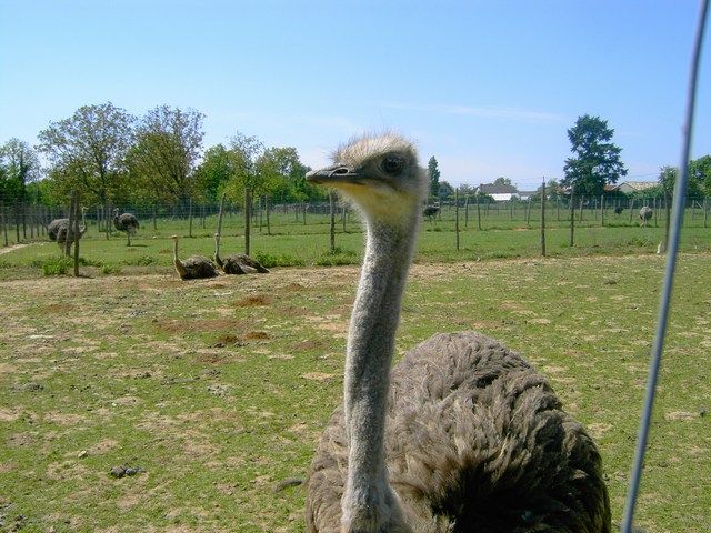 Wallpapers Animals Birds - Ostriches and Emus j'ai l'oeil !!