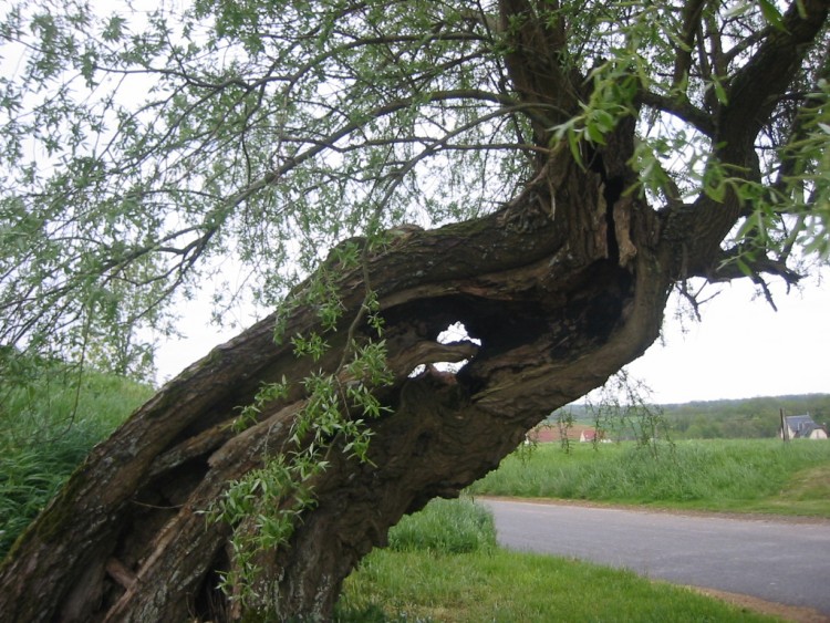 Fonds d'cran Nature Arbres - Forts Vieux saule