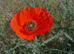 Wallpapers Nature Coquelicot...