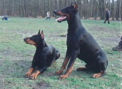 Fonds d'cran Animaux Eros et Tornade