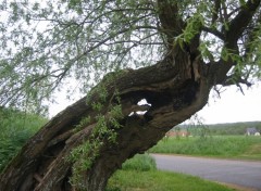 Fonds d'cran Nature Vieux saule