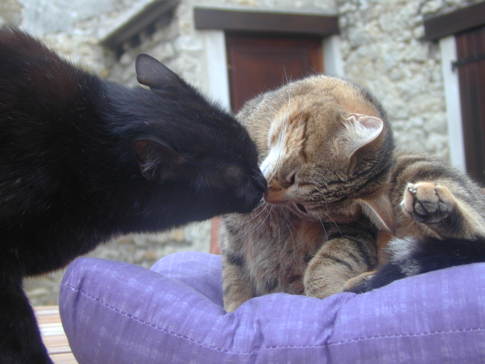 Fonds d'cran Animaux Chats - Chatons Tizizou et Saka