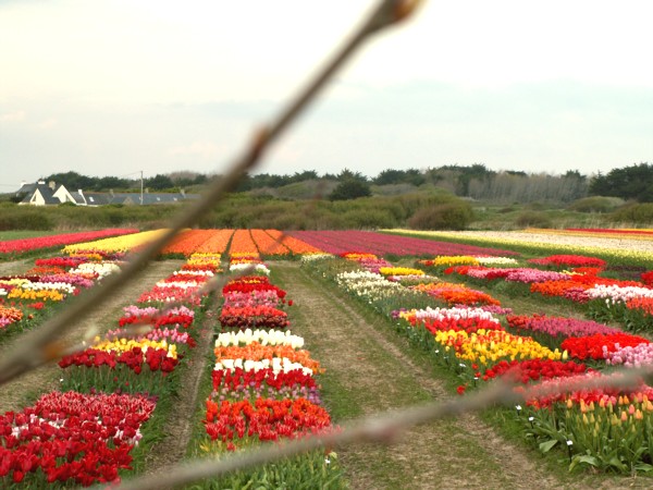 Wallpapers Nature Flowers champ tulipe