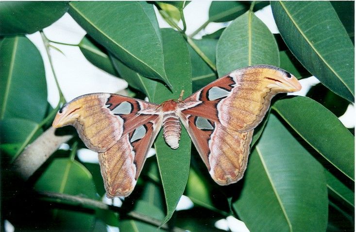 Fonds d'cran Animaux Insectes - Papillons papillon