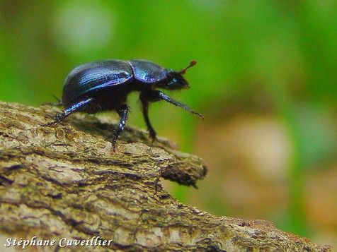 Wallpapers Animals Insects - Beetles scarab en ballade