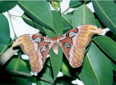 Fonds d'cran Animaux papillon