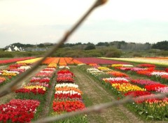 Fonds d'cran Nature champ tulipe